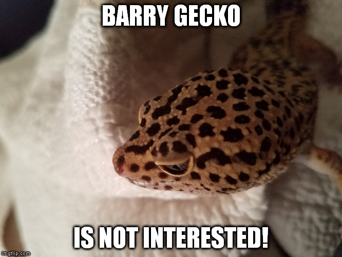Barry Gecko..That's why! |  BARRY GECKO; IS NOT INTERESTED! | image tagged in barry gecko leopard lizard | made w/ Imgflip meme maker