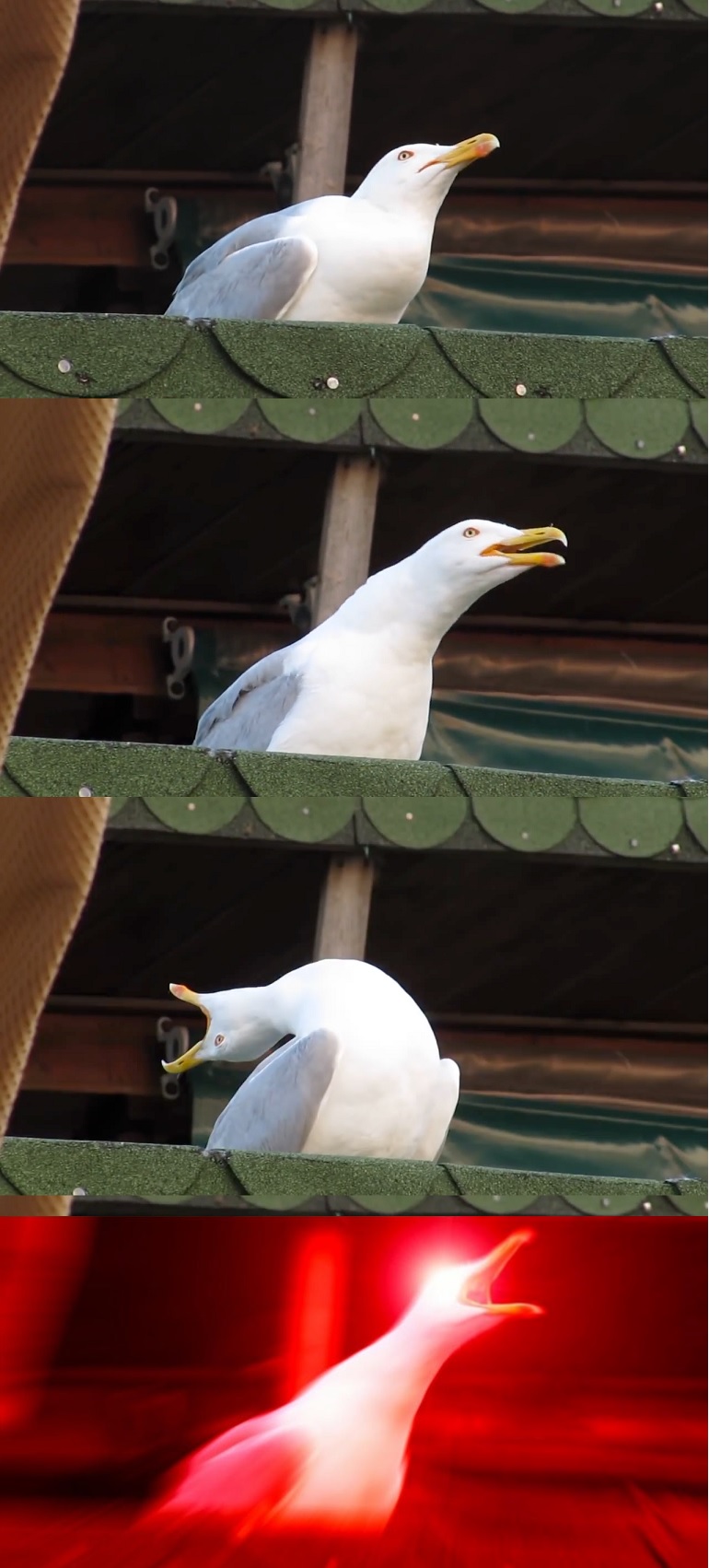Inhaling Seagull Blank Meme Template