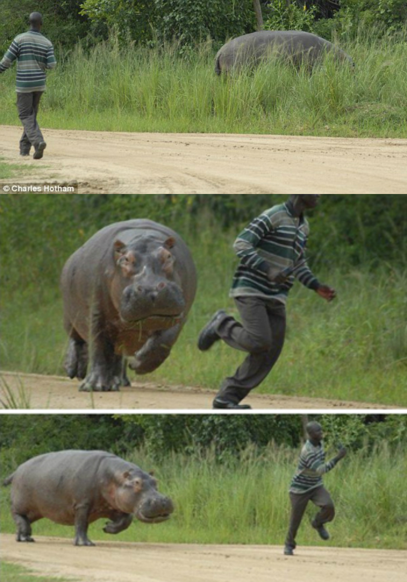 hippo Blank Meme Template