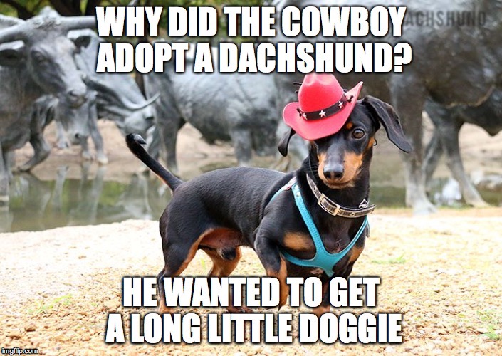 image tagged in dachshund,pun,cowboy | made w/ Imgflip meme maker