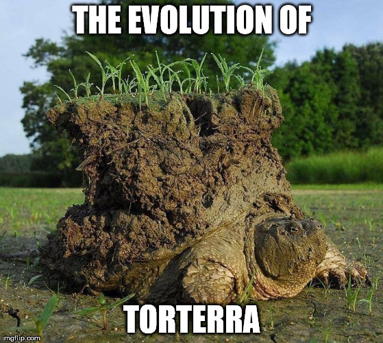 the evolution of torterra | THE EVOLUTION OF; TORTERRA | image tagged in animals,memes,pokemon | made w/ Imgflip meme maker