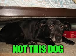 NOT THIS DOG | made w/ Imgflip meme maker