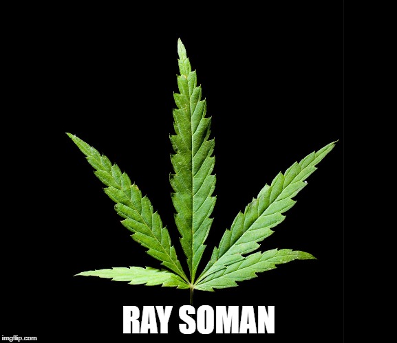 Cannabis/Marijuana leaf | RAY SOMAN | image tagged in cannabis/marijuana leaf | made w/ Imgflip meme maker