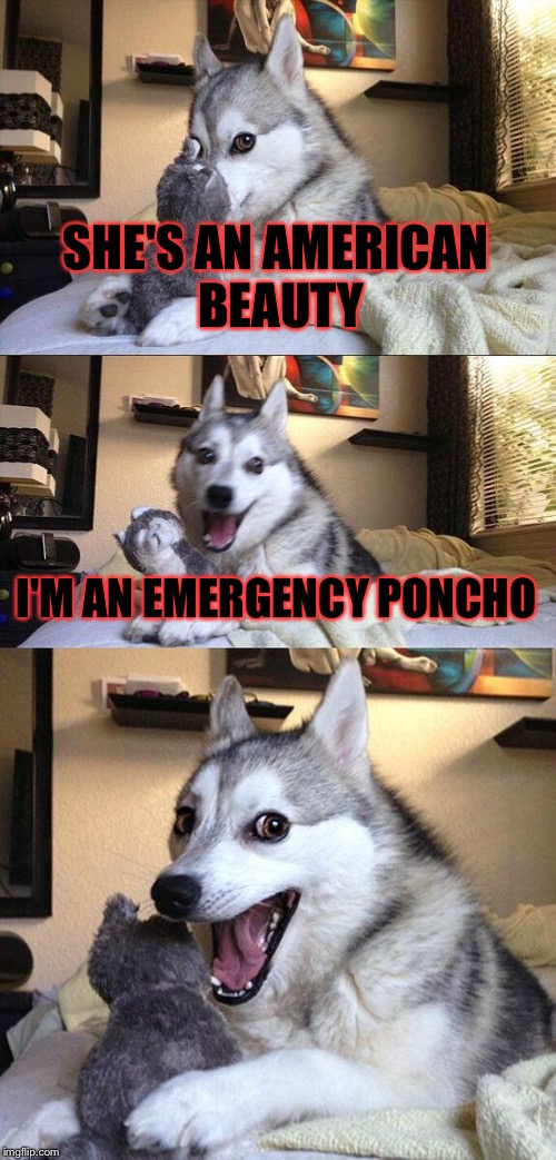 Bad Pun Dog Meme | SHE'S AN AMERICAN BEAUTY; I'M AN EMERGENCY PONCHO | image tagged in memes,bad pun dog,fall out boy | made w/ Imgflip meme maker