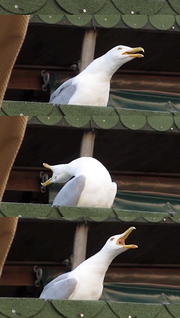 Inhaling seagull Blank Meme Template