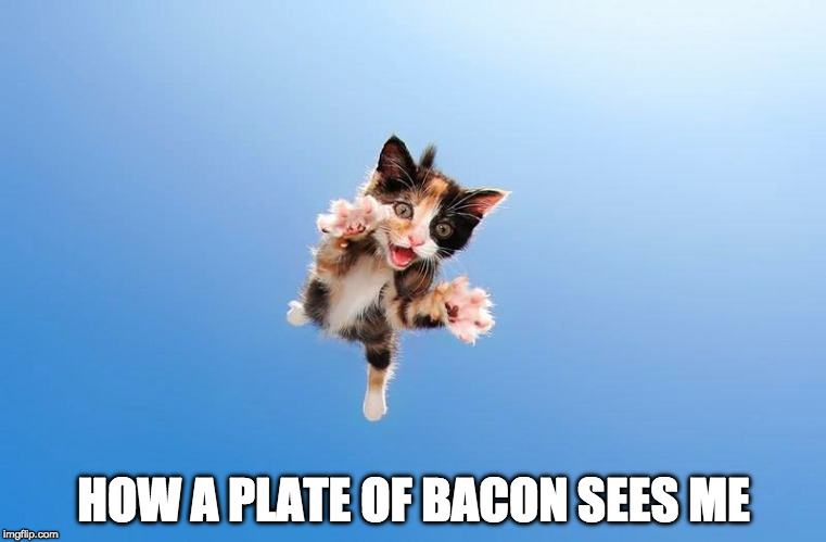 Pretty much. | HOW A PLATE OF BACON SEES ME | image tagged in cats,iwanttobebaconcom,iwanttobebacon,bacon,bacon fun | made w/ Imgflip meme maker