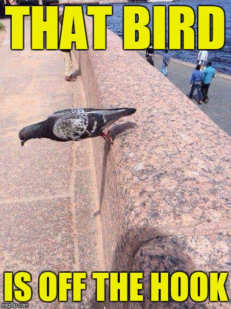 THAT BIRD IS OFF THE HOOK | made w/ Imgflip meme maker