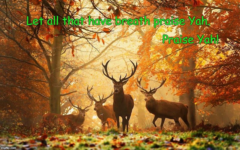 Praise Yah | Let all that have breath praise Yah. Praise Yah! | image tagged in fall animals yahuah | made w/ Imgflip meme maker