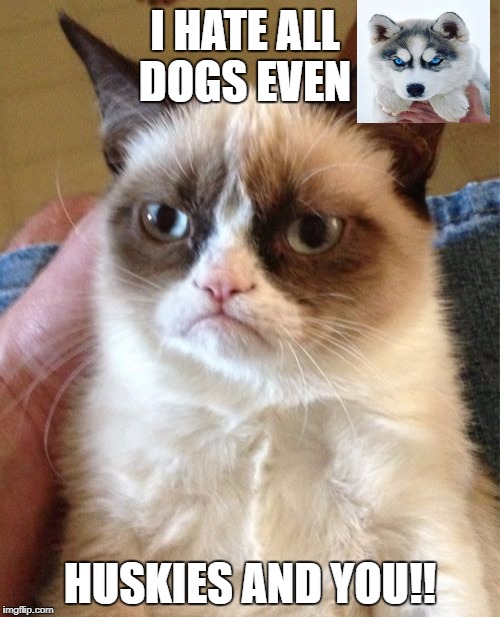 this is stupid!!! | I HATE ALL DOGS EVEN; HUSKIES AND YOU!! | image tagged in memes,grumpy cat | made w/ Imgflip meme maker