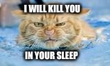 I WILL KILL YOU; IN YOUR SLEEP | image tagged in funny cat memes,cats | made w/ Imgflip meme maker