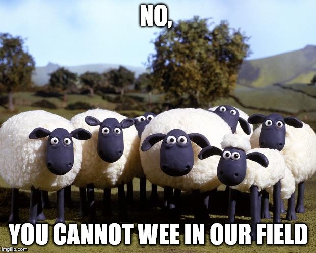 iPhone sheep | NO, YOU CANNOT WEE IN OUR FIELD | image tagged in iphone sheep | made w/ Imgflip meme maker