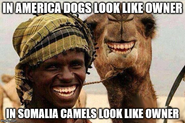 America vs. Somalia | IN AMERICA DOGS LOOK LIKE OWNER; IN SOMALIA CAMELS LOOK LIKE OWNER | image tagged in best pal | made w/ Imgflip meme maker