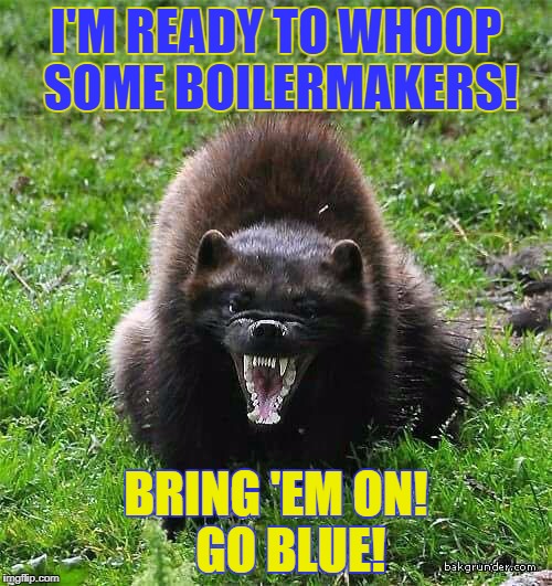 I'M READY TO WHOOP SOME BOILERMAKERS! BRING 'EM ON!   GO BLUE! | image tagged in hungry wolverine | made w/ Imgflip meme maker