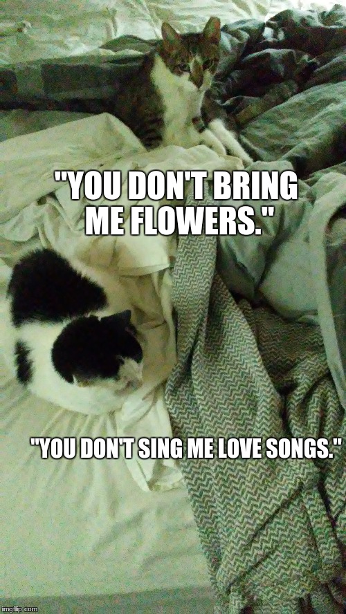 "Love on the Rocks" for Rocky, Cat champion of the universe, and Adrian | "YOU DON'T BRING ME FLOWERS."; "YOU DON'T SING ME LOVE SONGS." | image tagged in funny,cats,love life,neil diamond,rocky,rocky adrian | made w/ Imgflip meme maker