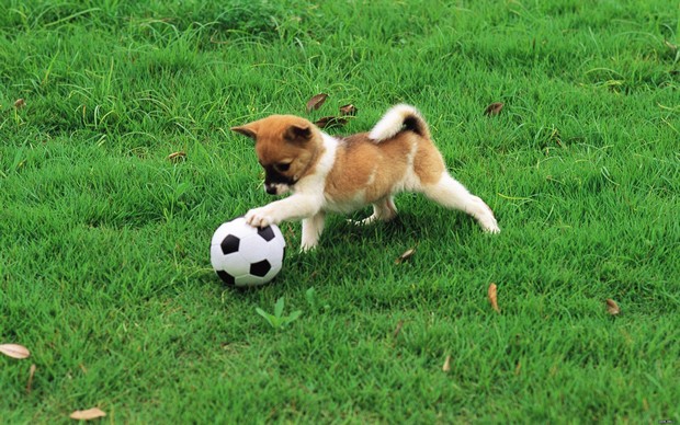 Soccer dog Blank Meme Template