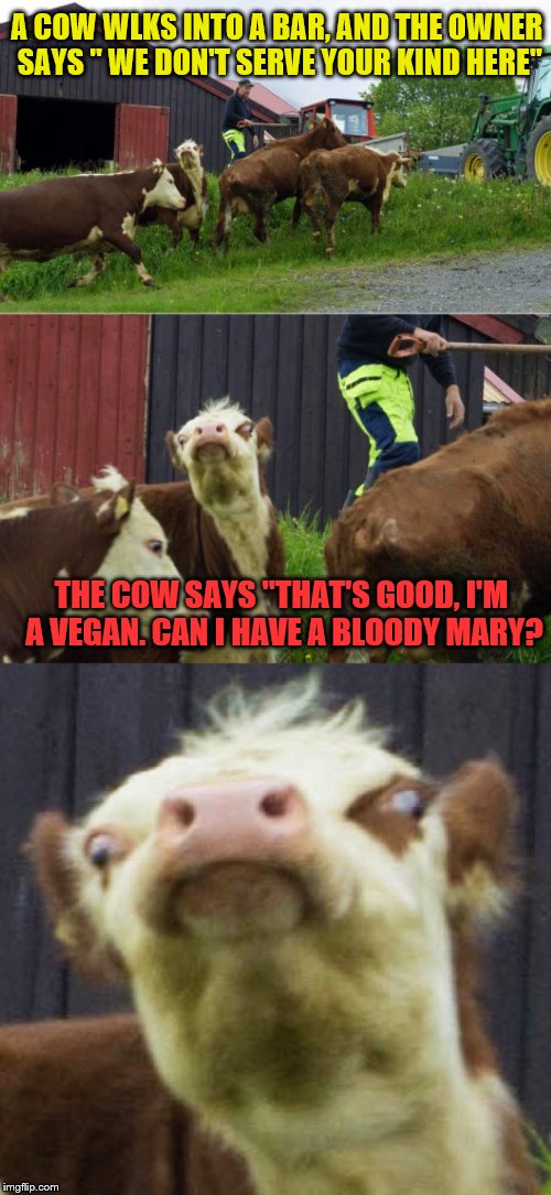 Bad pun cow  | A COW WLKS INTO A BAR, AND THE OWNER SAYS " WE DON'T SERVE YOUR KIND HERE"; THE COW SAYS "THAT'S GOOD, I'M A VEGAN. CAN I HAVE A BLOODY MARY? | image tagged in bad pun cow | made w/ Imgflip meme maker
