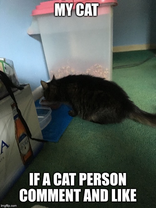 MY CAT; IF A CAT PERSON COMMENT AND LIKE | image tagged in little kitty | made w/ Imgflip meme maker