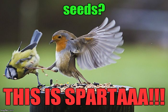 Movie Crossovers - Snyder's "300" meets Hitchcock's "The Birds" | seeds? THIS IS SPARTAAA!!! | image tagged in kicking sparrow,sparta,sparta leonidas,birds,the birds,300 | made w/ Imgflip meme maker