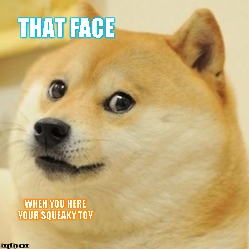 Doge Meme | THAT FACE; WHEN YOU HERE YOUR SQUEAKY TOY | image tagged in memes,doge | made w/ Imgflip meme maker