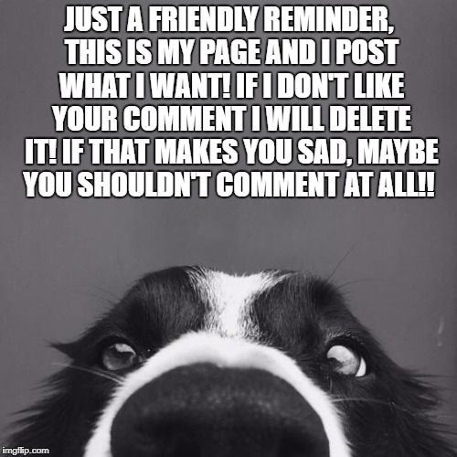 border collie | JUST A FRIENDLY REMINDER, THIS IS MY PAGE AND I POST WHAT I WANT! IF I DON'T LIKE YOUR COMMENT I WILL DELETE IT! IF THAT MAKES YOU SAD, MAYBE YOU SHOULDN'T COMMENT AT ALL!! | image tagged in border collie | made w/ Imgflip meme maker