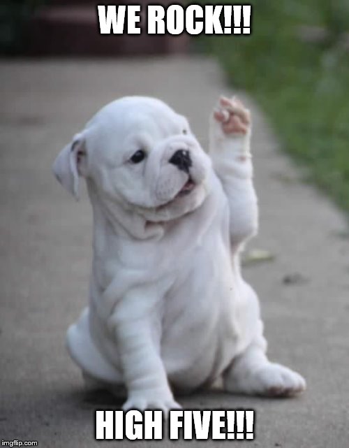 Puppy High Five Imgflip