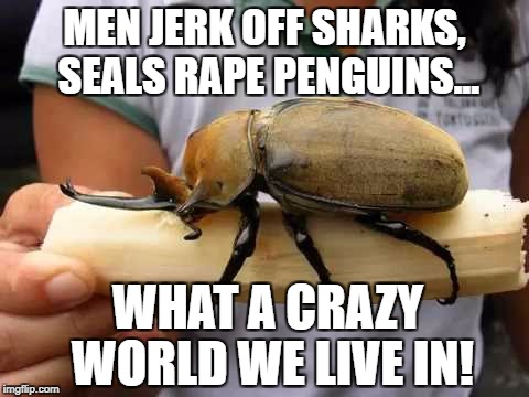 MEN JERK OFF SHARKS, SEALS RAPE PENGUINS... WHAT A CRAZY WORLD WE LIVE IN! | made w/ Imgflip meme maker