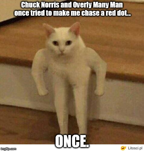 Buff Half Cat | Chuck Norris and Overly Many Man once tried to make me chase a red dot... ONCE. | image tagged in buff half cat | made w/ Imgflip meme maker