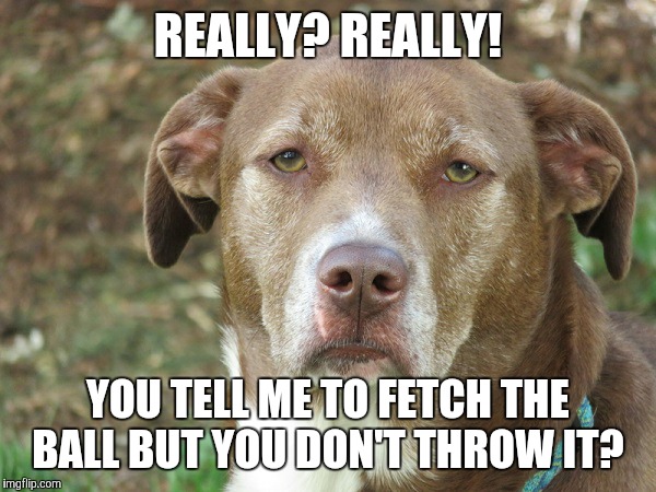 unamused dog | REALLY? REALLY! YOU TELL ME TO FETCH THE BALL BUT YOU DON'T THROW IT? | image tagged in unamused dog | made w/ Imgflip meme maker