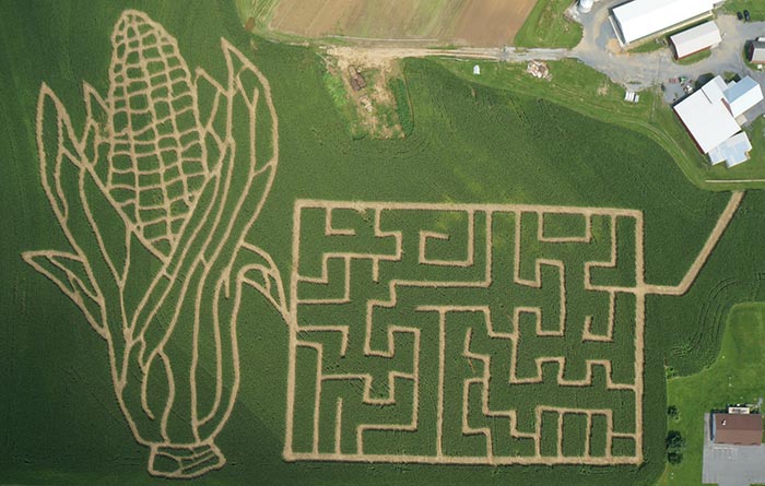 High Quality corn maze Blank Meme Template
