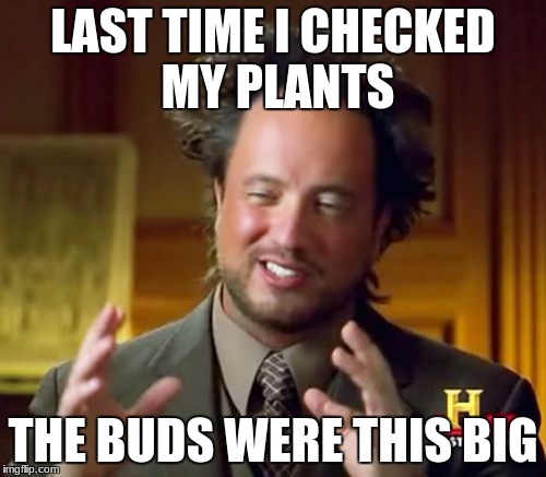 Ancient Aliens | LAST TIME I CHECKED MY PLANTS; THE BUDS WERE THIS BIG | image tagged in memes,ancient aliens | made w/ Imgflip meme maker
