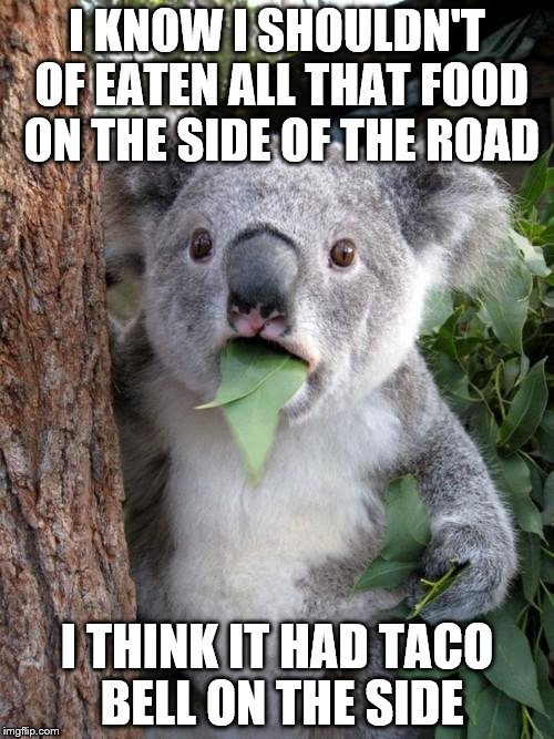 Surprised Koala Meme | I KNOW I SHOULDN'T OF EATEN ALL THAT FOOD ON THE SIDE OF THE ROAD; I THINK IT HAD TACO BELL ON THE SIDE | image tagged in memes,surprised koala | made w/ Imgflip meme maker