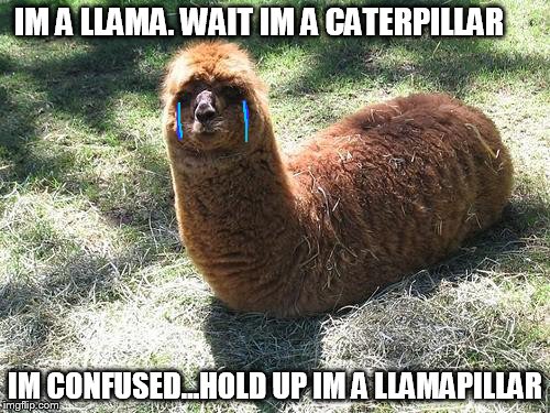 WTF LLAMA | IM A LLAMA. WAIT IM A CATERPILLAR; IM CONFUSED...HOLD UP IM A LLAMAPILLAR | image tagged in wtf llama | made w/ Imgflip meme maker