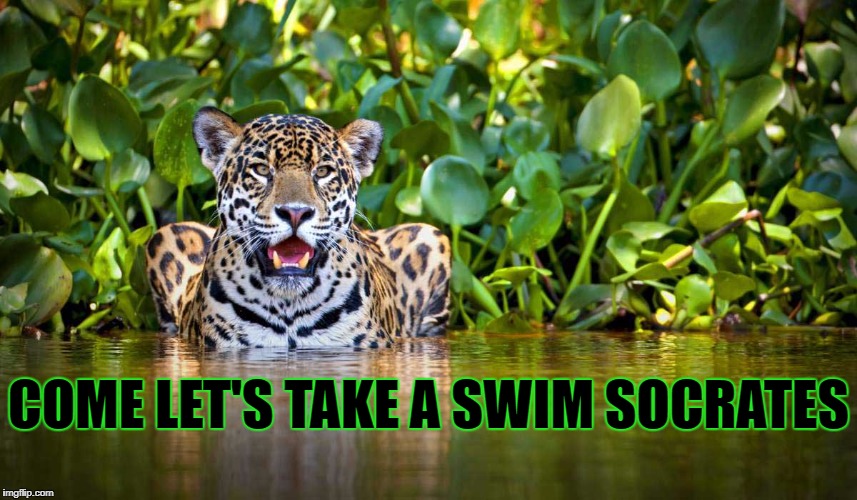 COME LET'S TAKE A SWIM SOCRATES | made w/ Imgflip meme maker