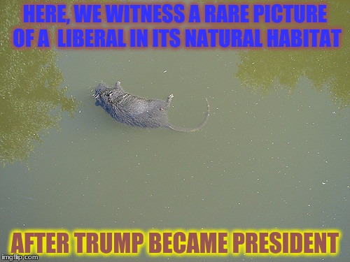 I am observing a liberal in tears over our presidential election. he drowned himself | HERE, WE WITNESS A RARE PICTURE OF A  LIBERAL IN ITS NATURAL HABITAT; AFTER TRUMP BECAME PRESIDENT | image tagged in liberal rat,memes,funny,deth_by_dodo,dank memes,crying democrats | made w/ Imgflip meme maker