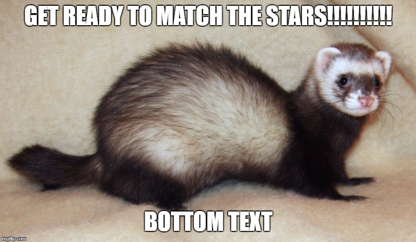Unknown the Chaos Ferret | GET READY TO MATCH THE STARS!!!!!!!!!! BOTTOM TEXT | image tagged in unknown the chaos ferret | made w/ Imgflip meme maker