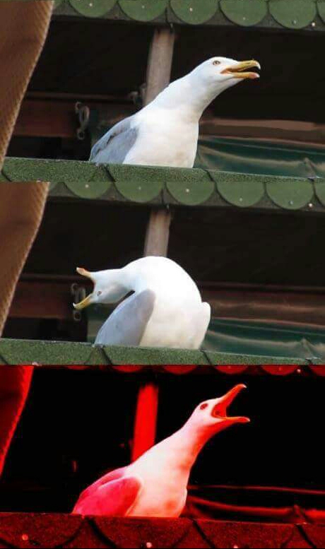 Inhaling seagull Blank Meme Template