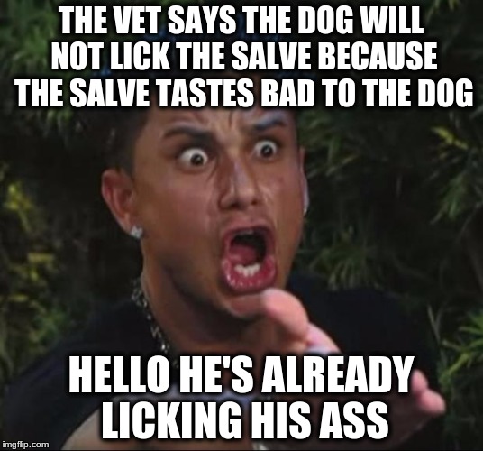 DJ Pauly D | THE VET SAYS THE DOG WILL NOT LICK THE SALVE BECAUSE THE SALVE TASTES BAD TO THE DOG; HELLO HE'S ALREADY LICKING HIS ASS | image tagged in memes,dj pauly d | made w/ Imgflip meme maker