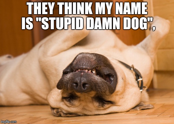 Sleeping dog | THEY THINK MY NAME IS "STUPID DAMN DOG", | image tagged in sleeping dog | made w/ Imgflip meme maker