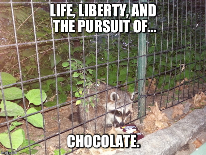 American Raccoon | LIFE, LIBERTY, AND THE PURSUIT OF... CHOCOLATE. | image tagged in chocolate,raccoon,funny,american,patriot,humor | made w/ Imgflip meme maker