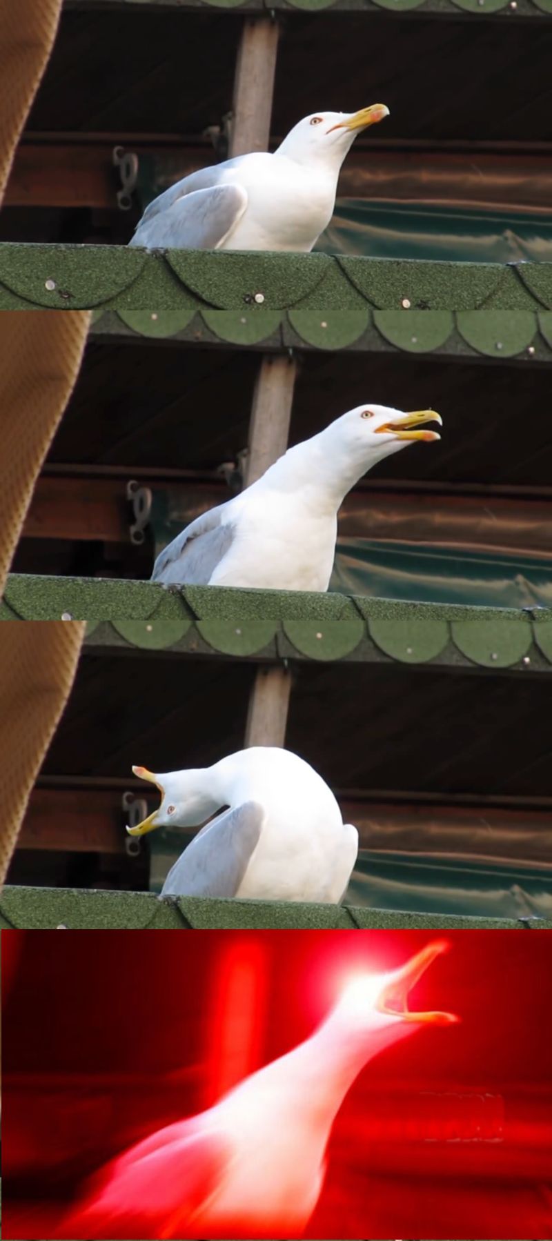seagull inhales Blank Meme Template