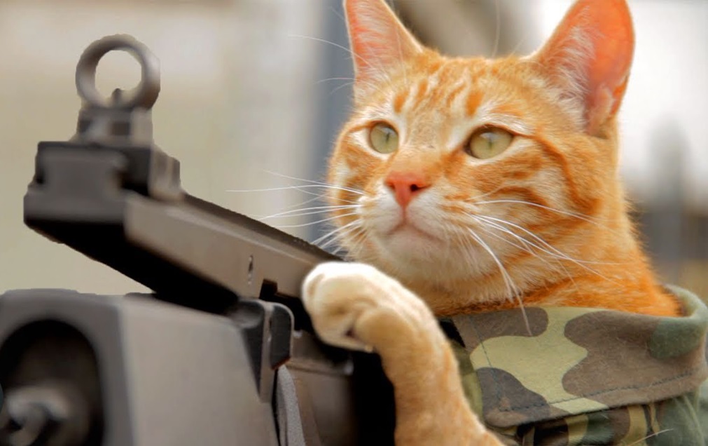 Army Cat Meme Generator. 