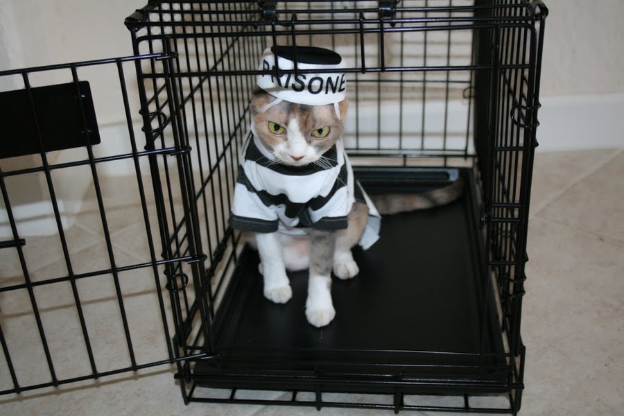 Prison Cat Blank Meme Template