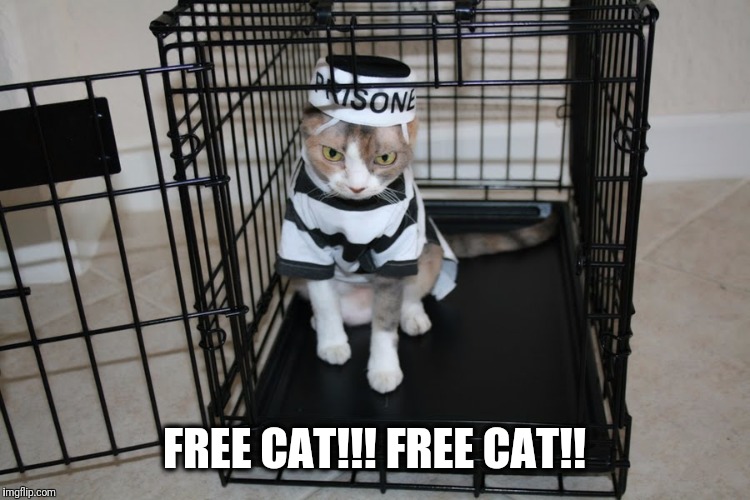 Prison Cat | FREE CAT!!! FREE CAT!! | image tagged in prison cat | made w/ Imgflip meme maker