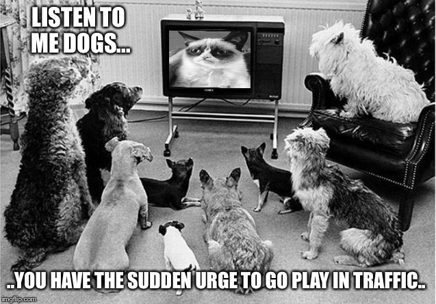 Grumpy Cat's grandpa was largely unsuccessful with his brainwashing idea | LISTEN TO ME DOGS... ..YOU HAVE THE SUDDEN URGE TO GO PLAY IN TRAFFIC.. | image tagged in grumpy cat,cat,grandpa,dogs,tv,tv show | made w/ Imgflip meme maker