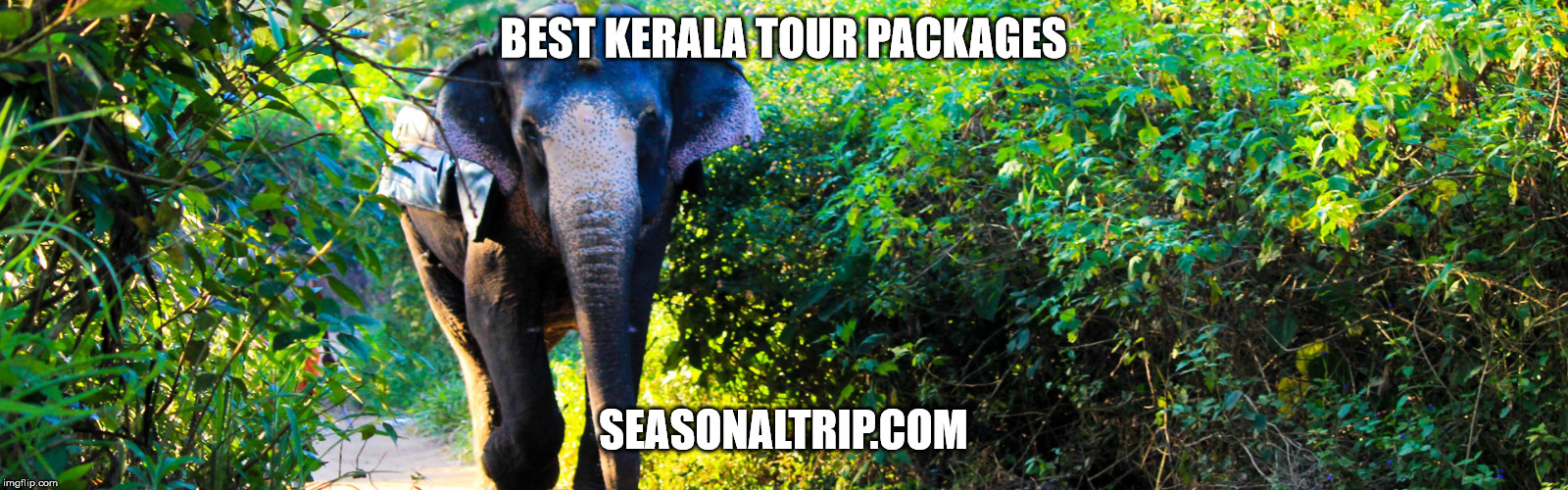 Best Kerala tour packages | BEST KERALA TOUR PACKAGES; SEASONALTRIP.COM | image tagged in best kerala tour packages,college tour packages in south india,honeymoon packages in cochin,students tour packages to ooty,kodai | made w/ Imgflip meme maker