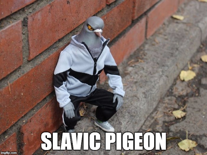 Slavic pigeon | SLAVIC PIGEON | image tagged in funny,slav,pigeon | made w/ Imgflip meme maker