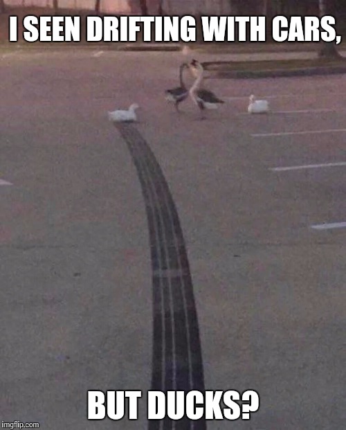Duck drifting |  I SEEN DRIFTING WITH CARS, BUT DUCKS? | image tagged in ducks,drifting | made w/ Imgflip meme maker