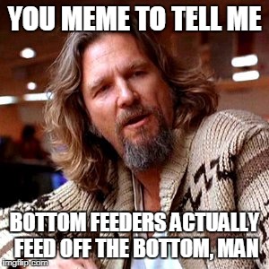 The dude is confused | YOU MEME TO TELL ME; BOTTOM FEEDERS ACTUALLY FEED OFF THE BOTTOM, MAN | image tagged in memes,confused lebowski | made w/ Imgflip meme maker