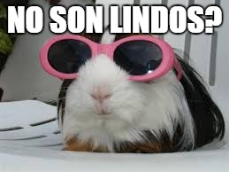 Funny animals | NO SON LINDOS? | image tagged in funny animals | made w/ Imgflip meme maker