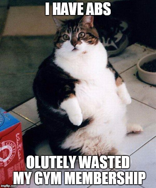 fat cat | I HAVE ABS; OLUTELY WASTED MY GYM MEMBERSHIP | image tagged in fat cat | made w/ Imgflip meme maker